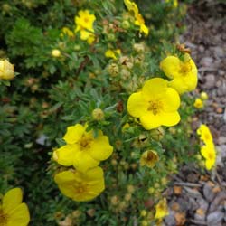 Potentilla Amarelo